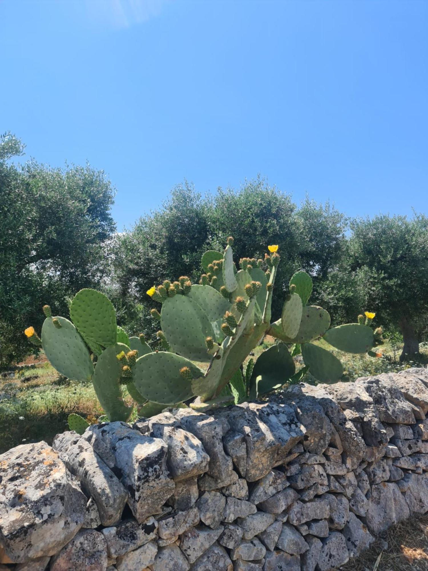 Masseria Gianca Cisternino Exterior photo