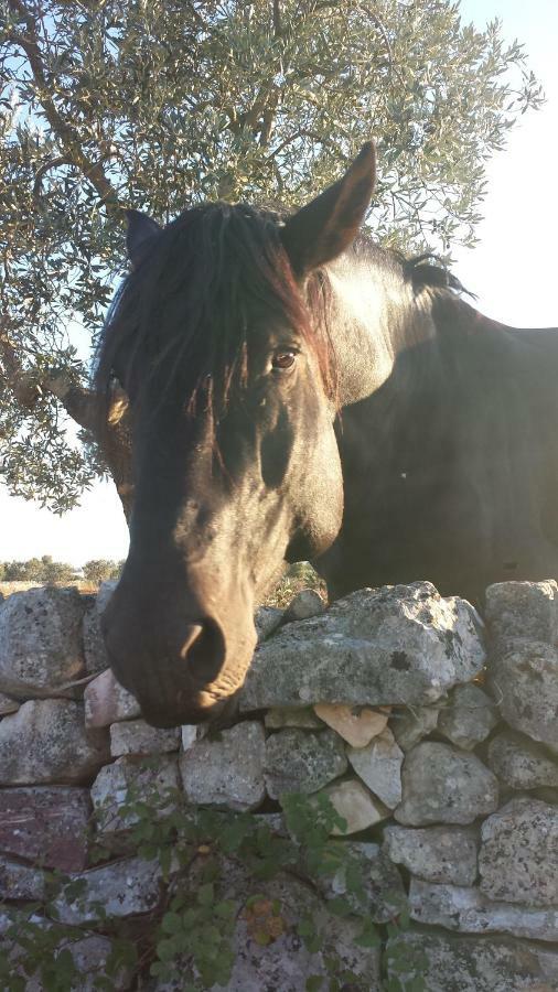 Masseria Gianca Cisternino Exterior photo